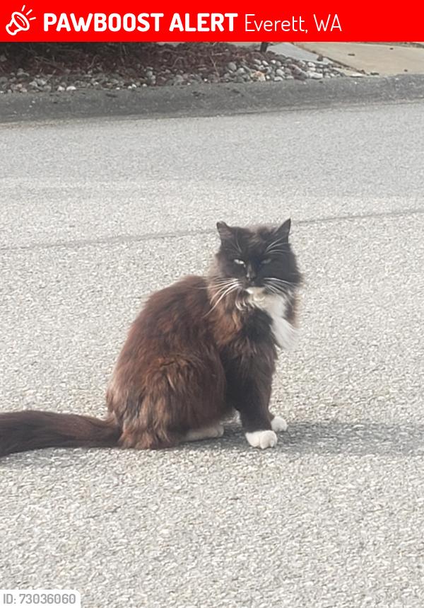 Lost Female Cat last seen Near 124th St.S.W. Everett,Washington, Everett, WA 98204