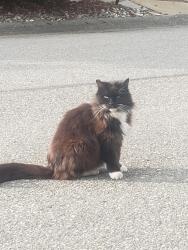 Lost Female Cat last seen Near 124th St.S.W. Everett,Washington, Everett, WA 98204