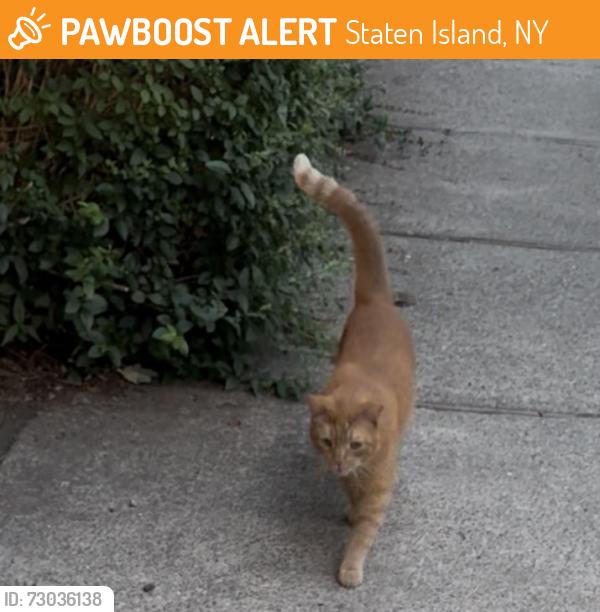 Found/Stray Female Cat last seen Victory Boulevard, Staten Island, NY 10301