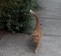 Found/Stray Female Cat last seen Victory Boulevard, Staten Island, NY 10301