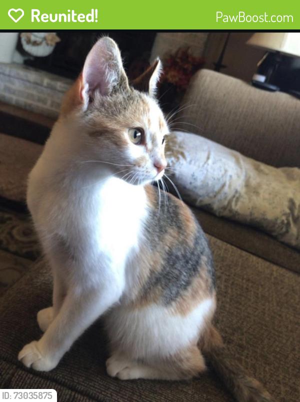 Reunited Female Cat last seen Home , Coopersburg, PA 18036