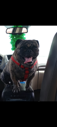 Lost Male Dog last seen Main Strip: A few blocks east of Dyer Street., El Paso, TX 79904