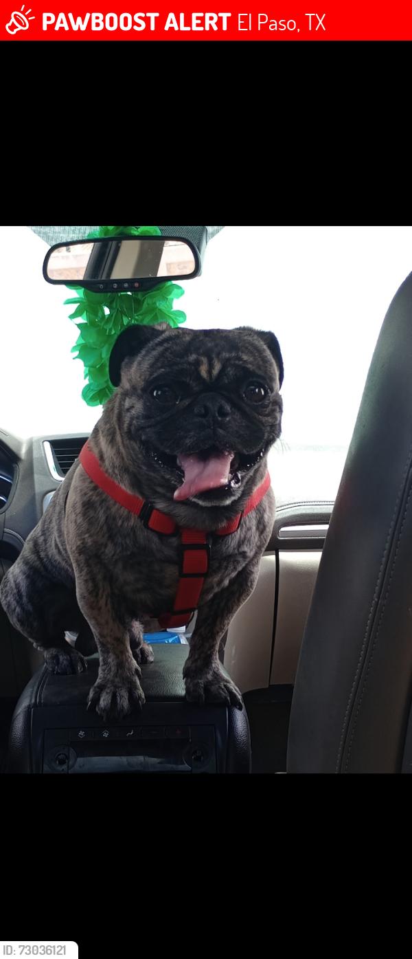 Lost Male Dog last seen Main Strip: A few blocks east of Dyer Street., El Paso, TX 79904