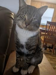 Lost Male Cat last seen Allatoona gateway, Acworth, GA 30102