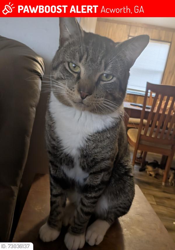 Lost Male Cat last seen Allatoona gateway, Acworth, GA 30102