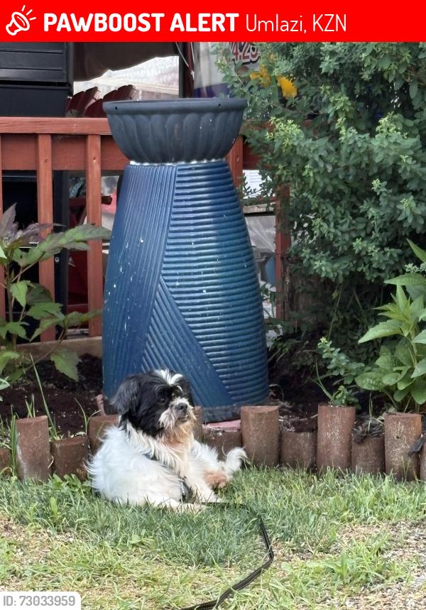 Lost Male Dog last seen 8th & mill it's Bridgeport pa, Norristown, PA 19401