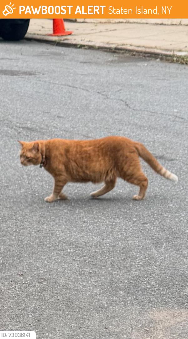 Found/Stray Female Cat last seen Victory Boulevard, Staten Island, NY 10301