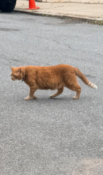 Found/Stray Female Cat last seen Victory Boulevard, Staten Island, NY 10301