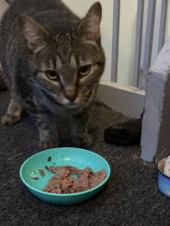 Found/Stray Female Cat last seen John Rolfe, Schaumburg, IL 60169