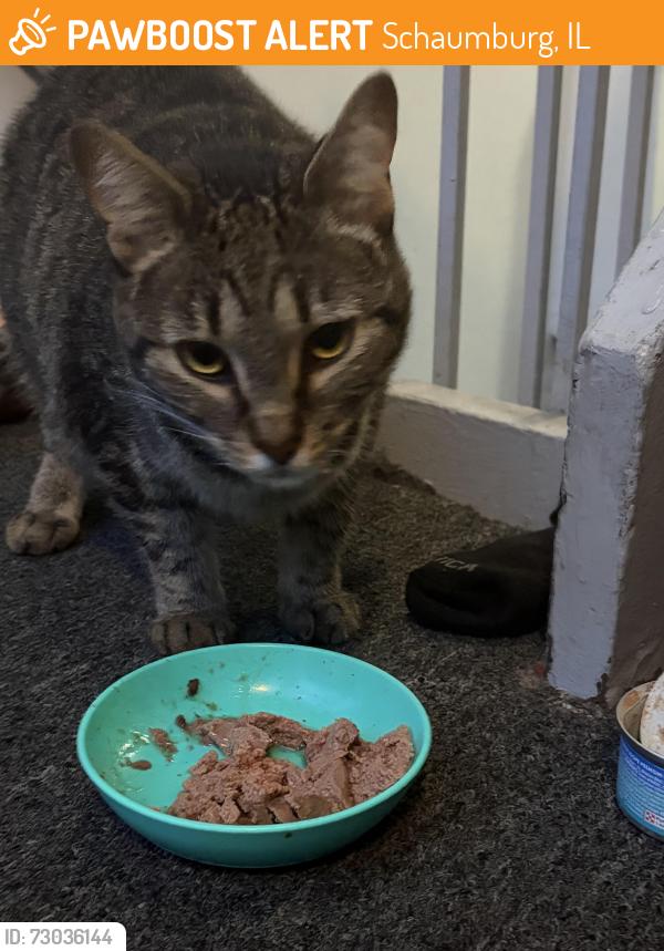Found/Stray Female Cat last seen John Rolfe, Schaumburg, IL 60169