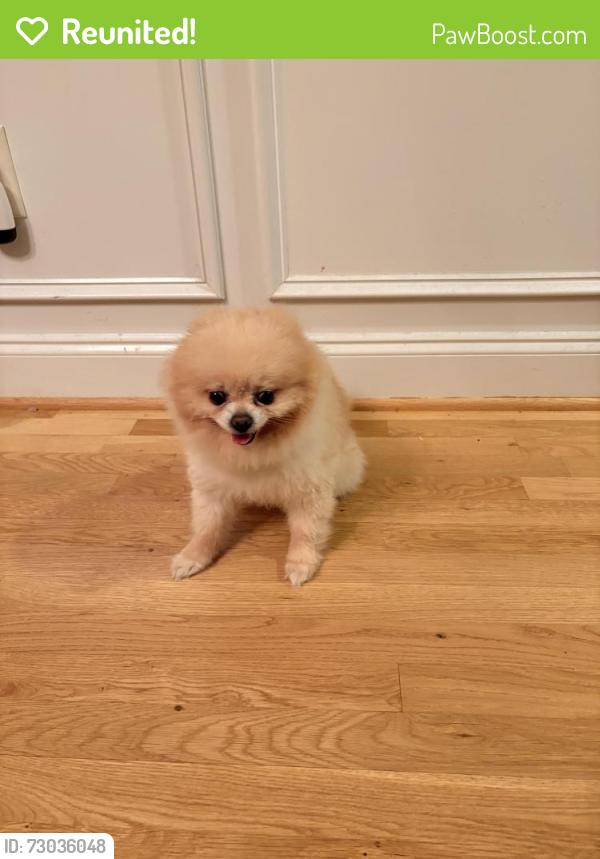 Reunited Male Dog last seen Hidden Springs Trail, Lawrenceville, GA 30045