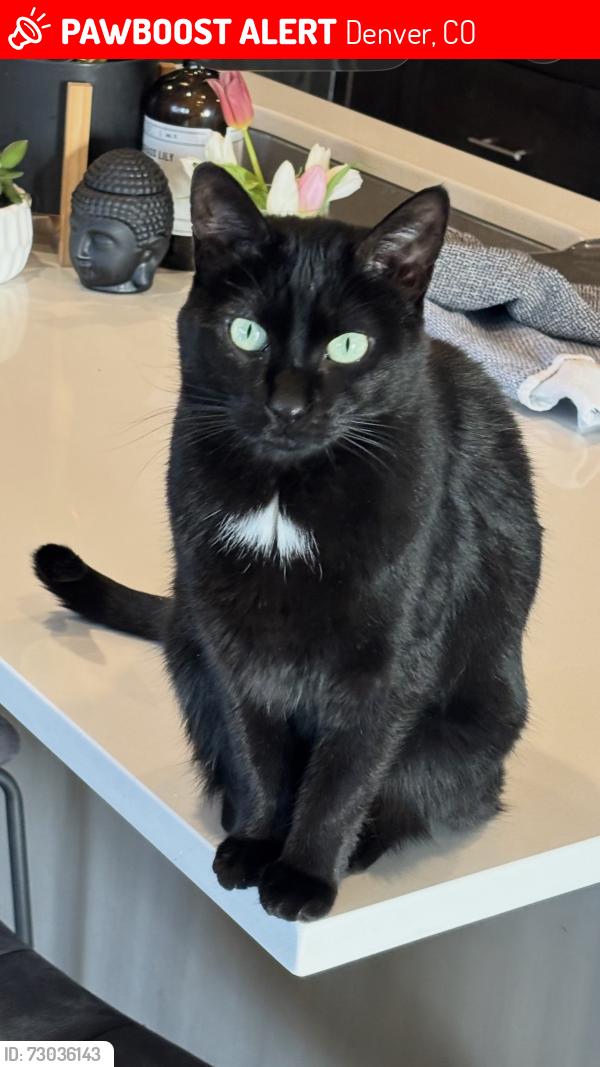Lost Female Cat last seen MLK and Trenton St, Denver, CO 80238