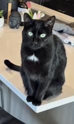 Lost Female Cat last seen MLK and Trenton St, Denver, CO 80238