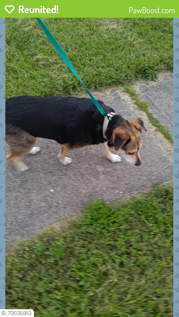 Reunited Female Dog last seen nunner road , Hamilton Township, OH 45039