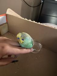 Found/Stray Unknown Bird last seen By Saddleback High School, Santa Ana, CA 92704