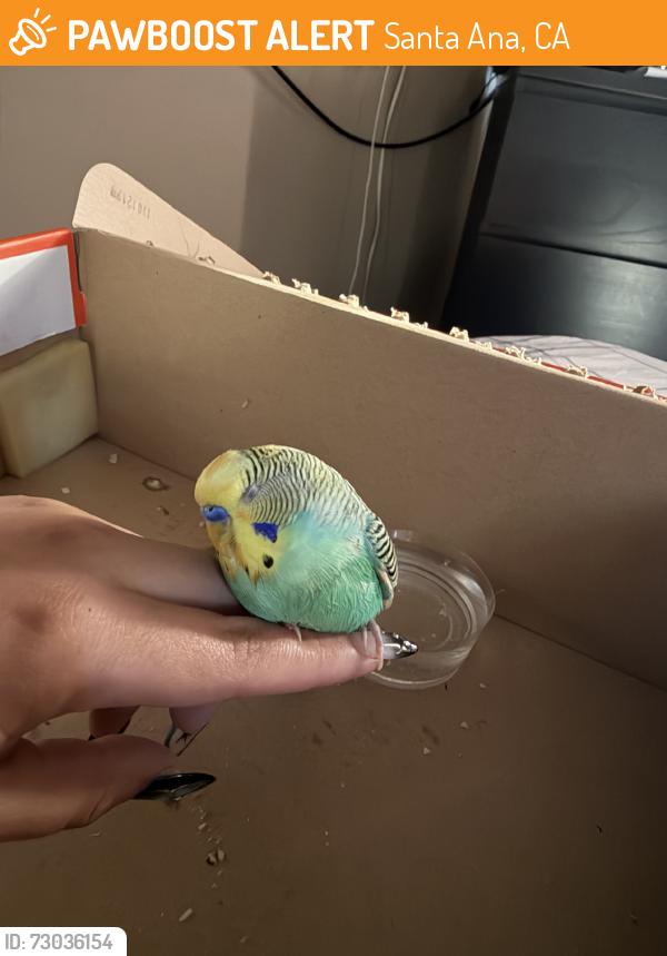 Found/Stray Unknown Bird last seen By Saddleback High School, Santa Ana, CA 92704