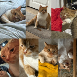 Lost Male Cat last seen McNutt rd , Doña Ana County, NM 88021