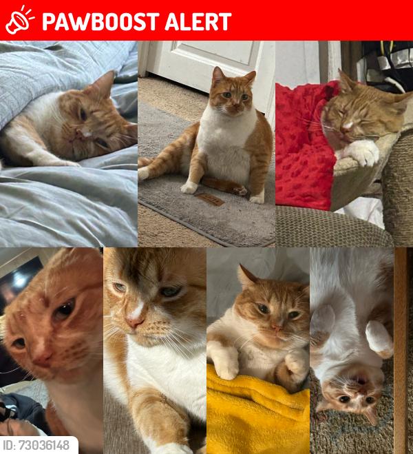 Lost Male Cat last seen McNutt rd , Doña Ana County, NM 88021
