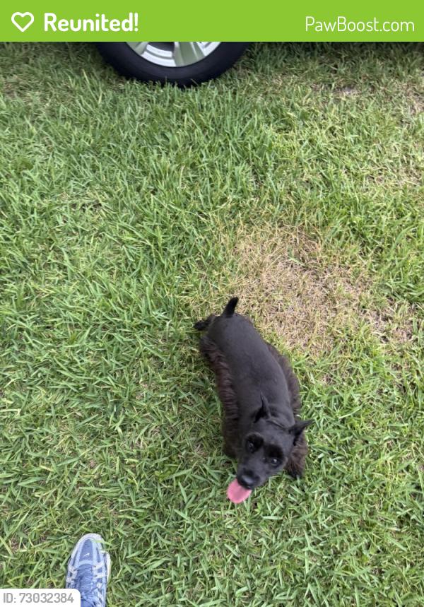 Reunited Unknown Dog last seen Near SW 71st Ct, Miami, FL 33155, USA, Miami, FL 33155