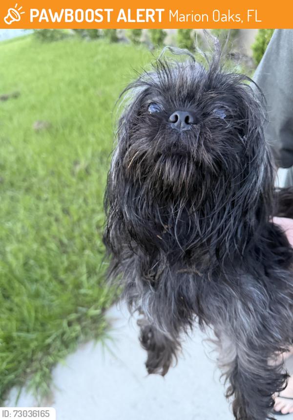 Found/Stray Unknown Dog last seen Sw 44th ave, Marion Oaks, FL 34473