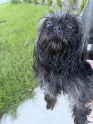 Found/Stray Unknown Dog last seen Sw 44th ave, Marion Oaks, FL 34473