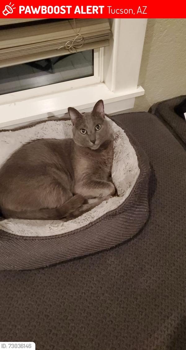 Lost Male Cat last seen Houghton/golflinks/harrison, Tucson, AZ 85730