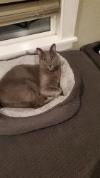 Lost Male Cat last seen Houghton/golflinks/harrison, Tucson, AZ 85730