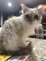 Reunited Female Cat last seen Iron Oak Terrace, Sterling, VA 20166