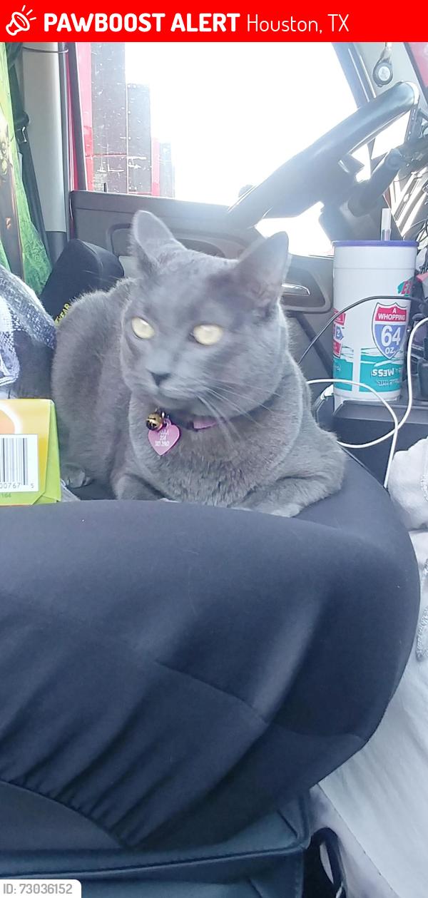 Lost Female Cat last seen Kroger distribution center , Houston, TX 77029