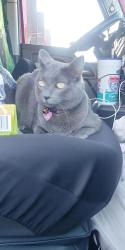 Lost Female Cat last seen Kroger distribution center , Houston, TX 77029