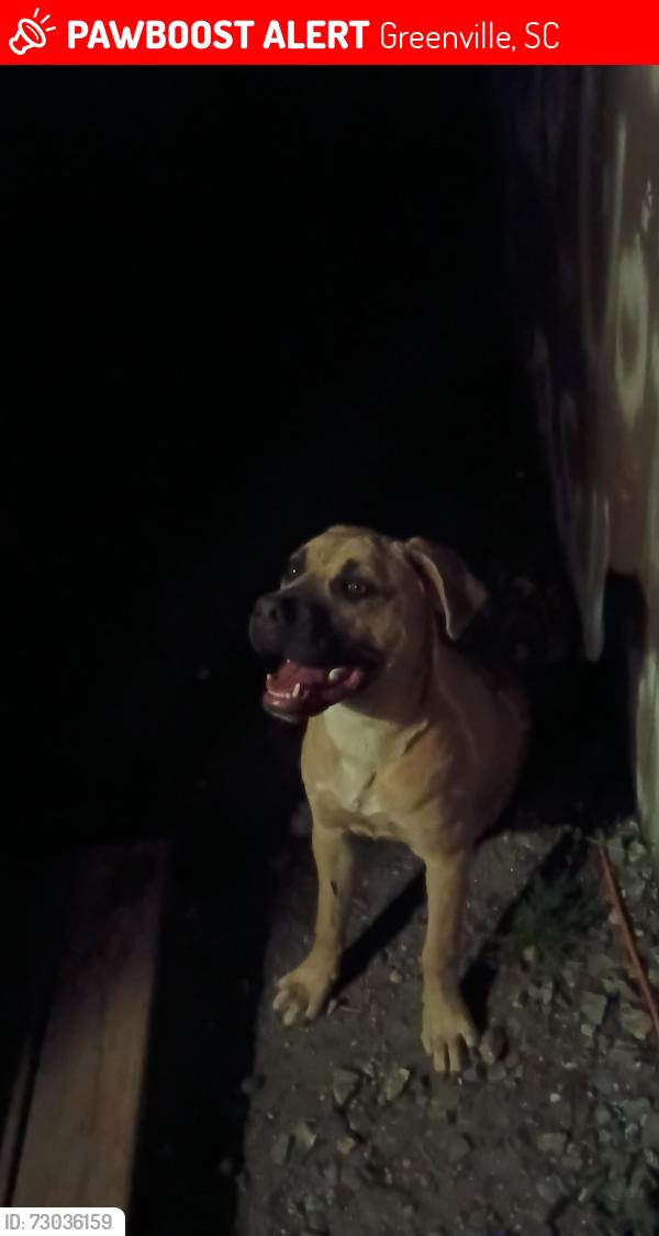 Lost Female Dog last seen Near e Center sc greenville, Greenville, SC 29611