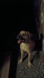 Lost Female Dog last seen Near e Center sc greenville, Greenville, SC 29611