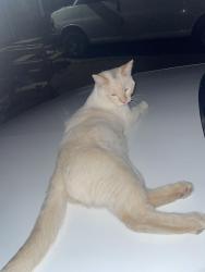 Found/Stray Male Cat last seen Southern St southwest by 20th, Rio Rancho, NM 87124