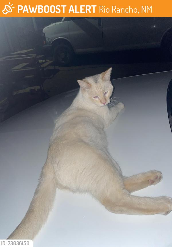 Found/Stray Male Cat last seen Southern St southwest by 20th, Rio Rancho, NM 87124