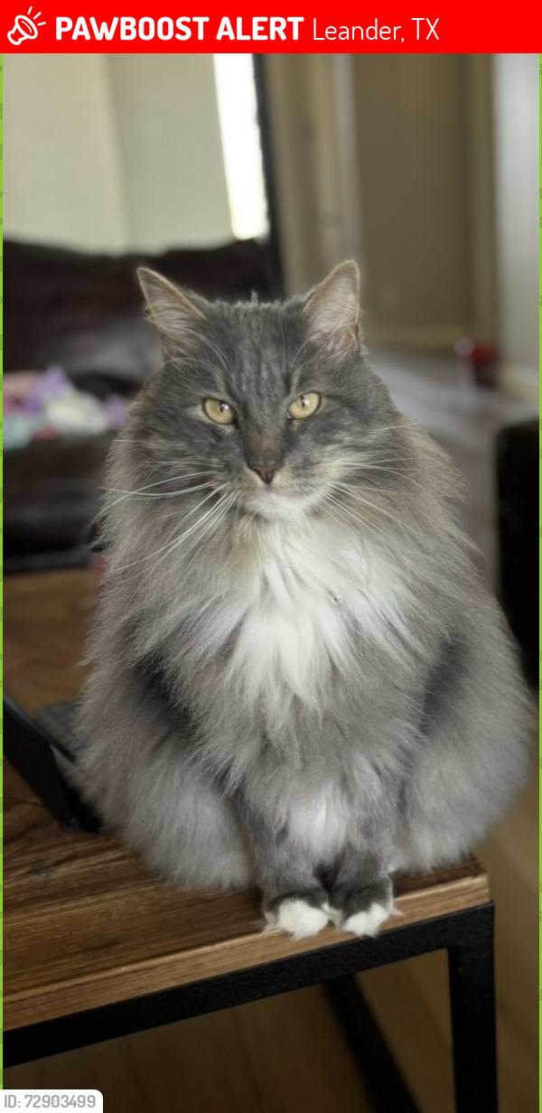 Lost Male Cat last seen Reagan’s overlook neighborhood, Leander, TX 78641