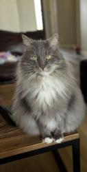 Lost Male Cat last seen Reagan’s overlook neighborhood, Leander, TX 78641