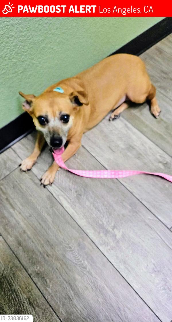 Lost Female Dog last seen Normandie y 23 street, Los Angeles, CA 90007