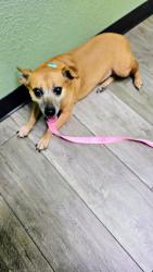 Lost Female Dog last seen Normandie y 23 street, Los Angeles, CA 90007
