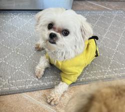 Reunited Male Dog last seen Walton street, Oceanside, CA 92058