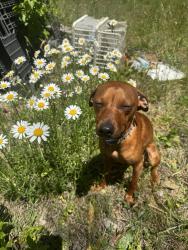 Lost Male Dog last seen Sophia NC, Sophia, NC 27350