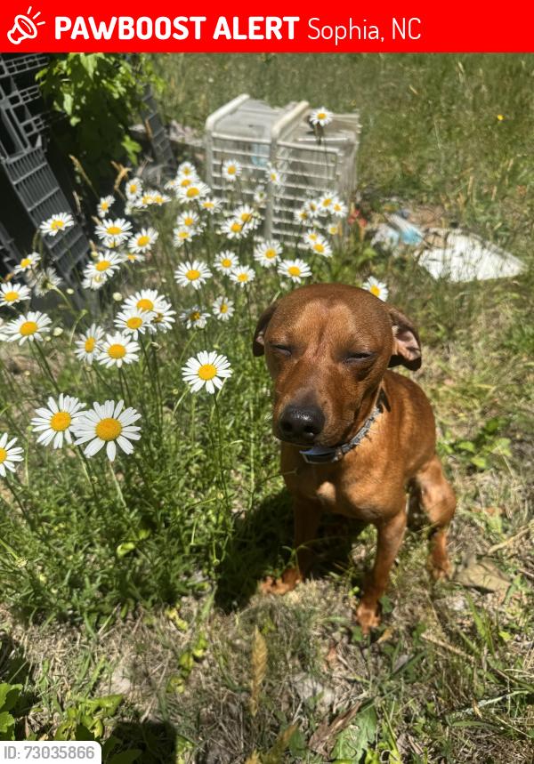Lost Male Dog last seen Sophia NC, Sophia, NC 27350