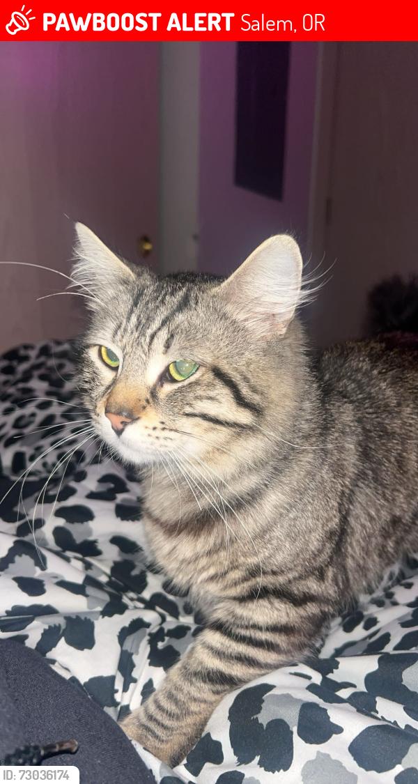 Lost Male Cat last seen Chopstick brothers , Salem, OR 97302