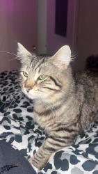 Lost Male Cat last seen Chopstick brothers , Salem, OR 97302