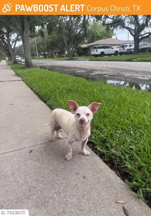Found/Stray Male Dog last seen Peerman Pl, Corpus Christi, TX 78411