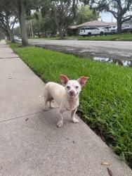 Found/Stray Male Dog last seen Peerman Pl, Corpus Christi, TX 78411