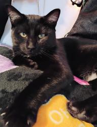 Lost Male Cat last seen Lostcreek, Dexter, OR 97431