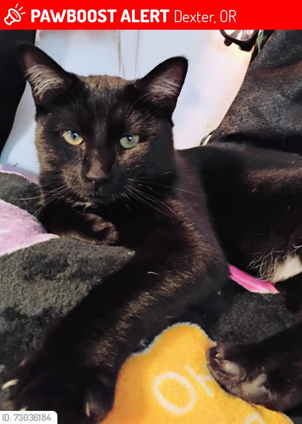Lost Male Cat last seen Lostcreek, Dexter, OR 97431