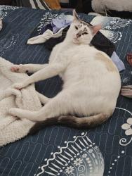 Lost Male Cat last seen Oneal, Greenville, TX 75401