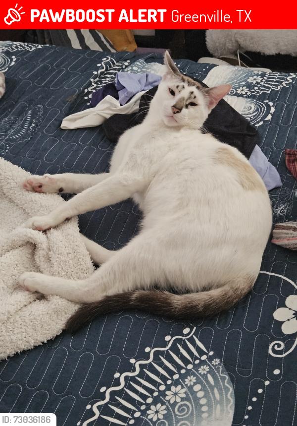Lost Male Cat last seen Oneal, Greenville, TX 75401