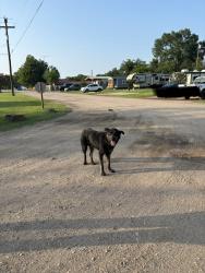 Found/Stray Male Dog last seen Near Skyway Blvd Unit 201 Tyler, TX 75704 United States, Tyler, TX 75704